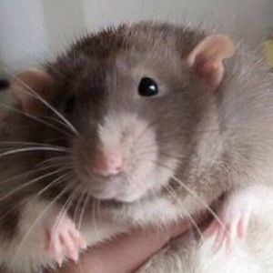 Meet your Posher, Sammy